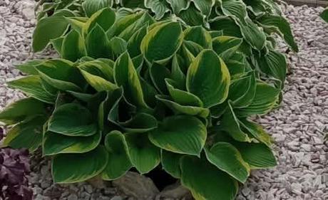 Rastliny do záhrady  hosta, 