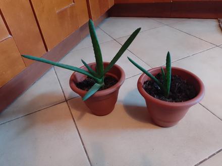 Aloe vera rastlina,