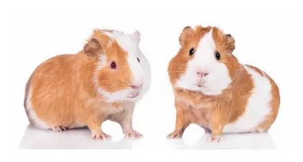 Detská osuška morča - skladom, jfk026519,