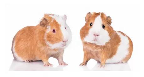 Detská osuška morča - skladom, jfk026519,