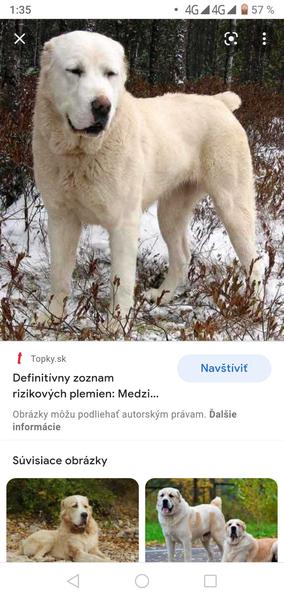 Brechot susedovho psa