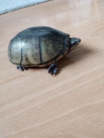 Klopavka pižmová,