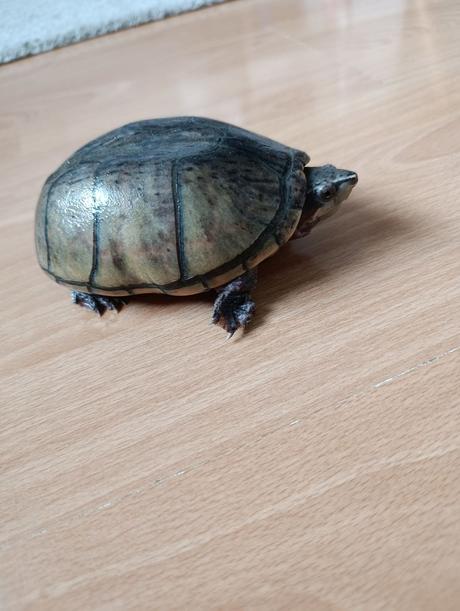 Klopavka pižmová, 
