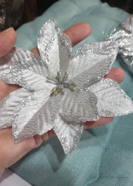 Vianočná ruža 10 -20 ks,