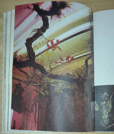 Kvety moja záľuba , m. martišová,