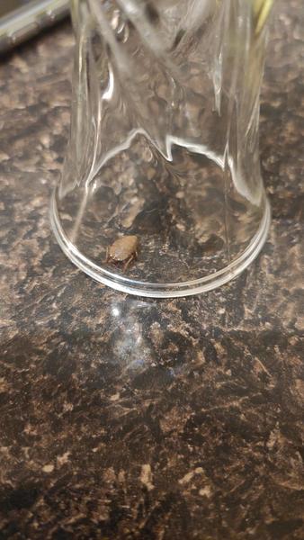 Aký to je chrobák?