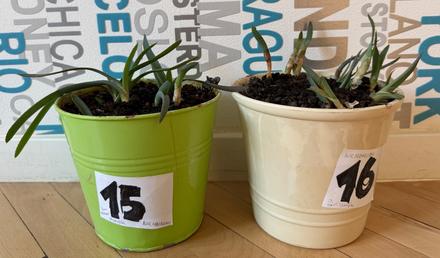 2 x aloe arborescens č.15 a 16,