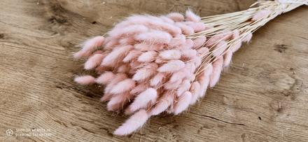 Sušený lagurus - ružový, 