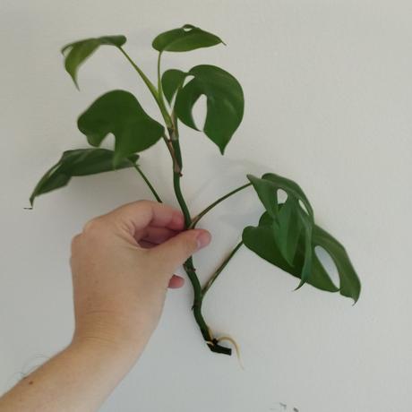 Monstera minima, 