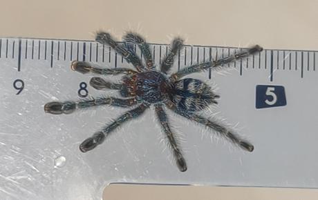 Caribena versicolor,