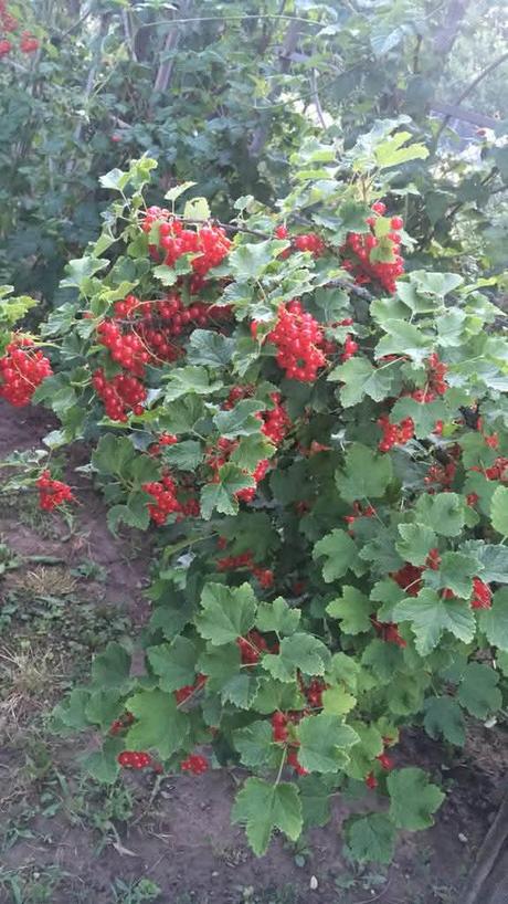 Džemik domáci 370 ml,, 