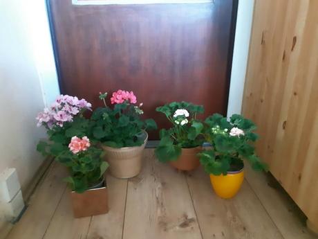 Ruzickovy muskat ,anglicky ,vzpriameny, 