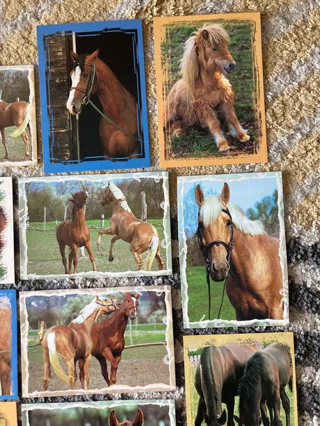 Pohľadnice koní nepopísané 11ks,