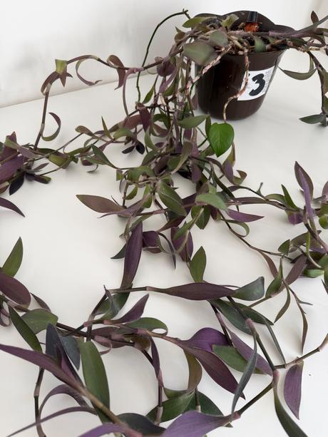 Izbová previsnutá rastlina purple heart č.3,