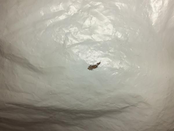 Aký je to hmyz na fotke ? 