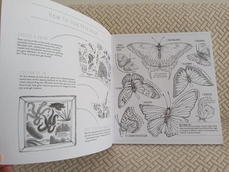 Lucy engelman - creatures great and small, 