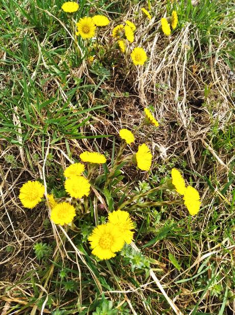 Podbel liecivy - tinktura, 