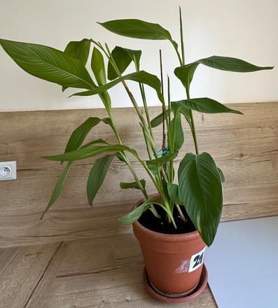 Rastlina kana indická dosna canna indica č.21,