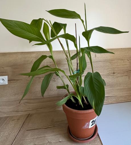 Rastlina kana indická dosna canna indica č.21,