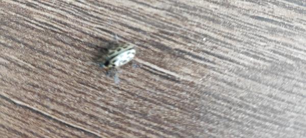 Čo je toto za chrobáka?