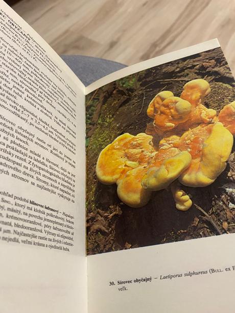 Huby lesov, polí a lúk aurel dermek atlas húb,