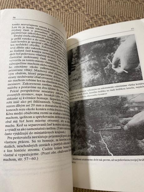 Miloslav ryšán  bonsaj, 