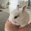 ja im hovorim zimne papucky