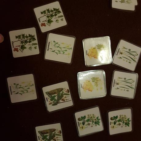 Pexeso kvety v angličtine, 