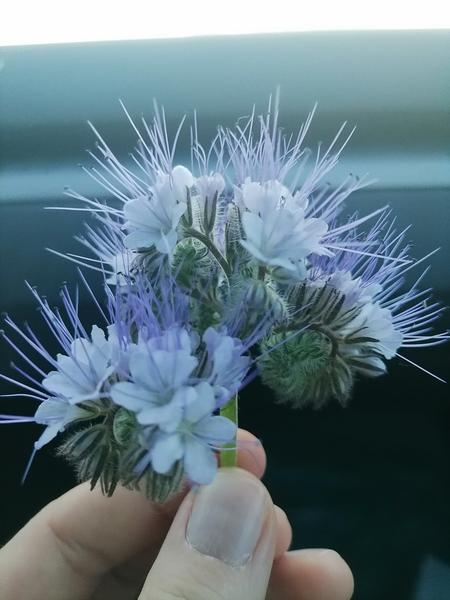 Aká je toto rastlina?