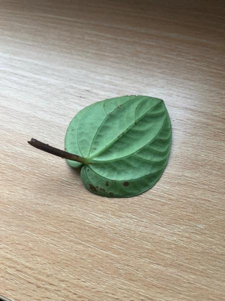 Ako sa zbaviť hmyzu na kvetoch?