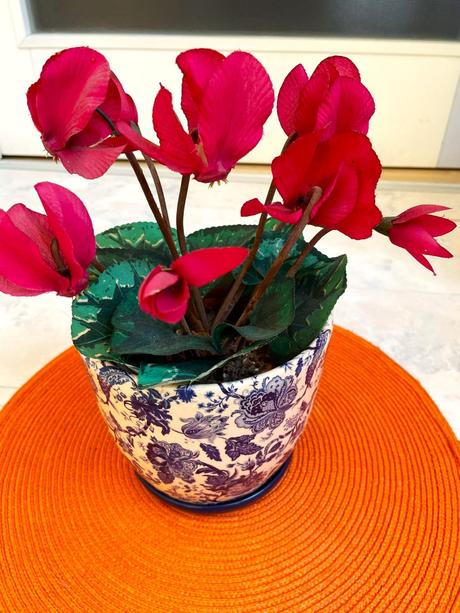 Kvet cyklámen/ sada 2 ks,