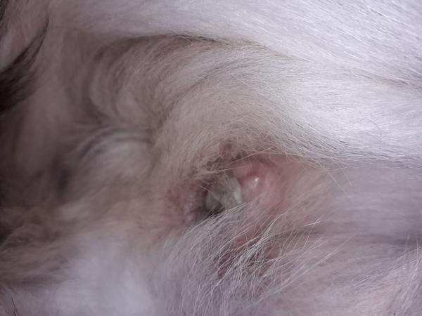 Fenke niečo vychádza z pošvy