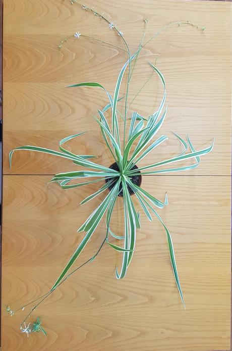 Vzdyzelene izbove kvety / rastlinky - rozne,