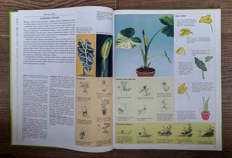 Pestujeme izbové rastliny 2, 