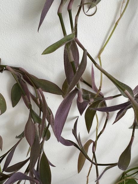 Predám izbovú rastlinu tradescantia č.33,