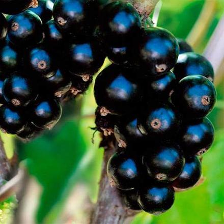 Čierna ríbezľa,
