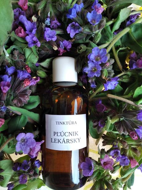 Plucnik lekarsky - tinktura, 