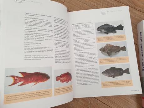 Ryby a morské plody,