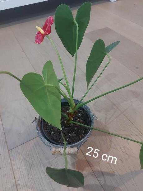 Anturia červená- okrasný kvet -anthurium andreanum,