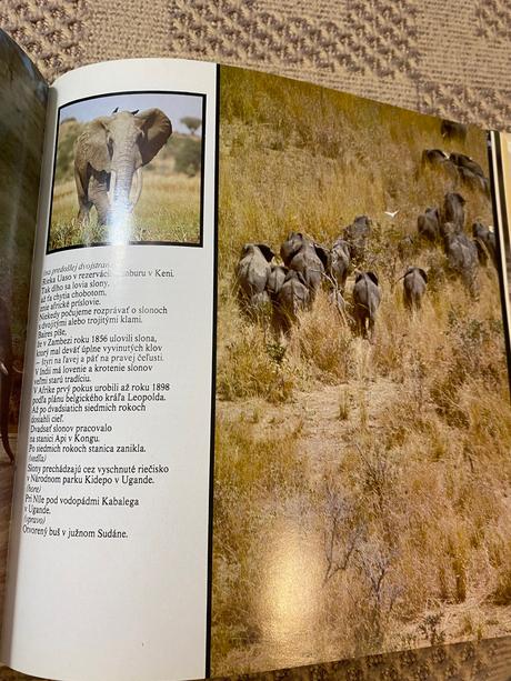 Vágner schneiderová lev nie je kráľom zvierat,