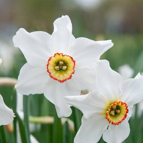 Narcis biely (10 ks/bal), 