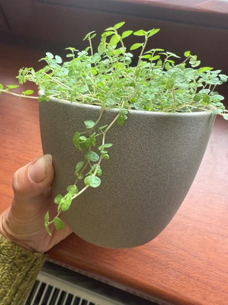 Rodinne šťastie soleirolia soleirolii - 3 velkosti,