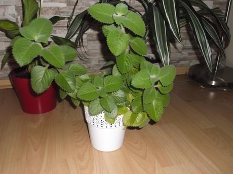 Dracena, rýmovník, lopatkovec, 