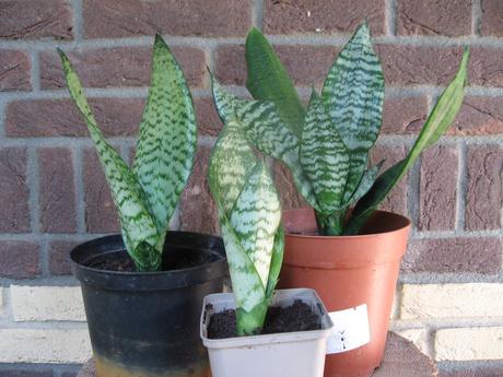 Svokrin jazyk - sansevieria/dracaena trifasciata,