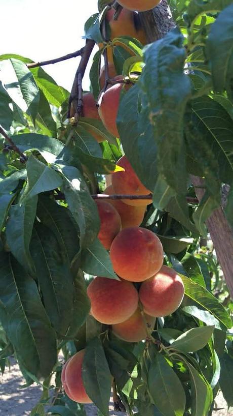 Džemik domáci 370 ml,, 