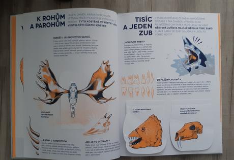 Ci je to kostra nova, 