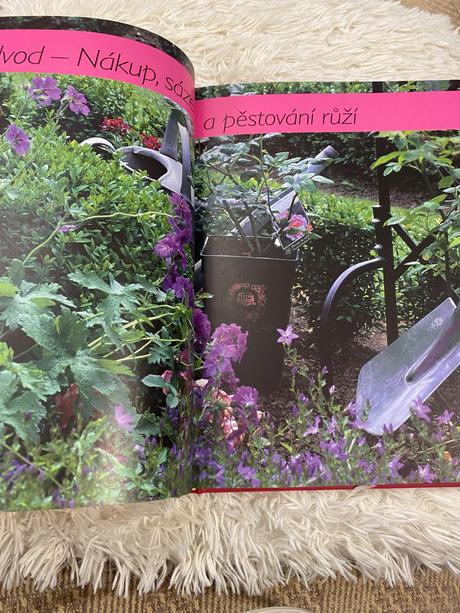 Ruže pre každého robert markley kvety ruža,