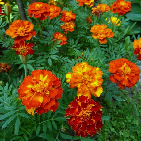 Semienka- koriander,petržlen vňaťový,aksamiet. atď,