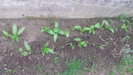 Pesto z medvedieho cesnaku doma vypestovaneho 2025,