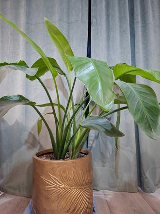 Strelitzia 135 cm s kvetináčom,